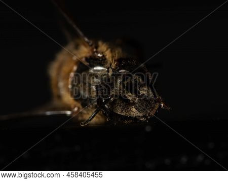 Macro Shoot Of Bee , Apis Dorsata