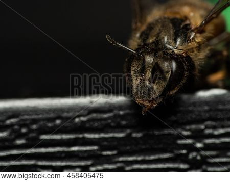 Macro Shoot Of Bee , Apis Dorsata