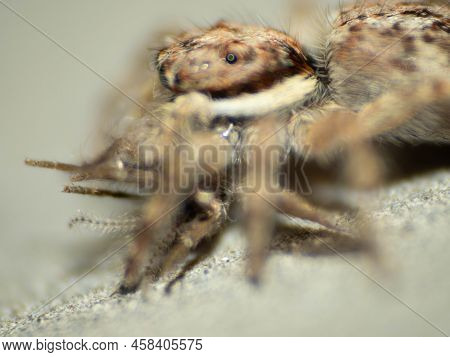 Close Up Shoot Of A Jumping Spider