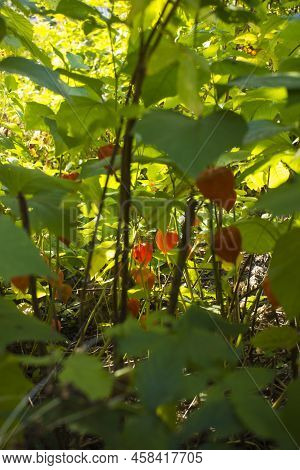 Physalis Alkekengi - Orange Lanterns Of Physalis Alkekengi Among Green Leaves. High Quality Photo