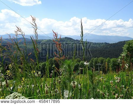 A Walk In The Mountainous Area, Aromatic Herbs
