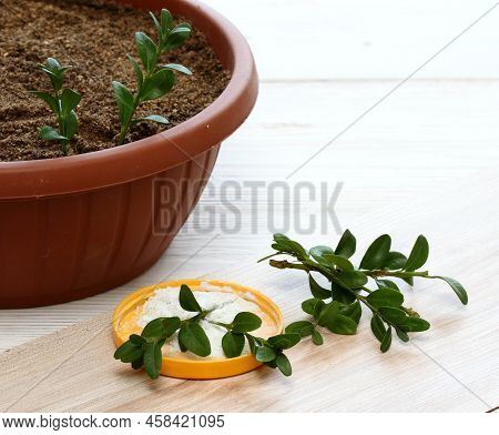 Cuttings Of Boxwood, Lat. Buxus Sempervirens, And Stimulator. The Breeding Of Fresh Green Buxus Twig