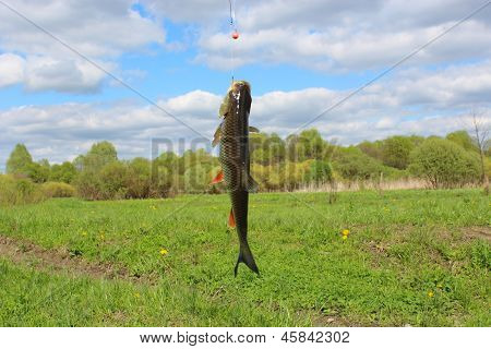 Belo apanhado Chub