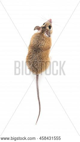 Small Cute Spiny Mouse On White Background