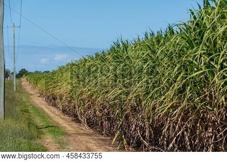 Sugarcane Crops Plantation Farm Field In Bundaberg, Australlia. Sugarcane Is A Raw Material To Produ