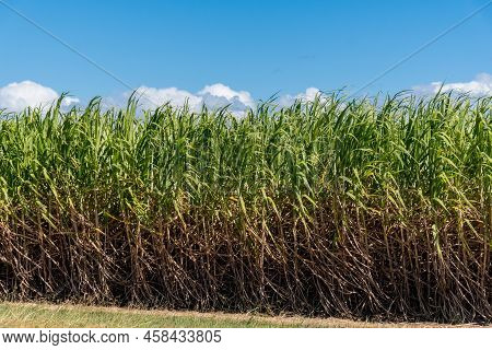 Sugarcane Crops Plantation Farm Field In Bundaberg, Australlia. Sugarcane Is A Raw Material To Produ