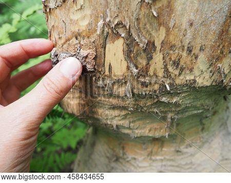 A Tree Gnawed By A Beaver. Damaged Bark And Wood. The Work Of A Beaver For The Construction Of A Dam