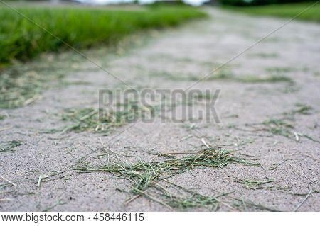 Grass Clippings Strewn Across A Residential Sidewalk After Mowing.