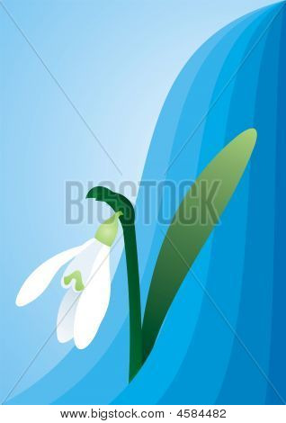 Snowdrop