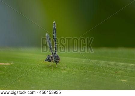 Derbid Planthopper On The Leaf. Hese Aretrue Bugs (hemiptera) And Are Often Known As Rabbit Eared Ho