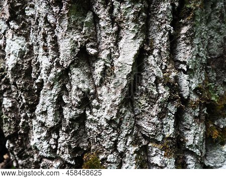 The Cortex Is A Collection Of Tissues Located Outside The Cambium. Tree Bark. The Detached Outer Dea