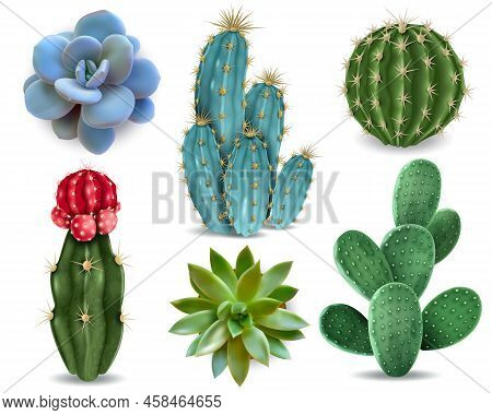 Popular Indoor Plants Elements And Succulents Rosettes Varieties Including Pin Cushion Cactus Realis