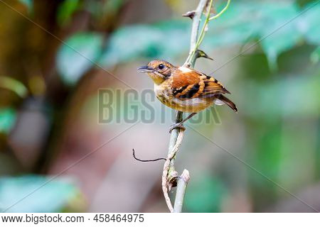 Spotted Antbird Perched On A Tree Branch
