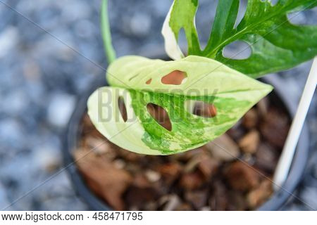 Closeup To Monstera Adansonii Albo  Variegated Giant