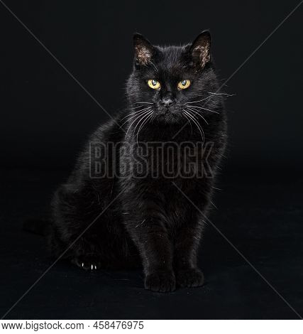 Black Cat In Front Of Black Background