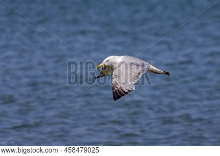The American Herring Gull Or Smithsonian Gull (larus Smithsonianus Or Larus Argentatus Smithsonianus
