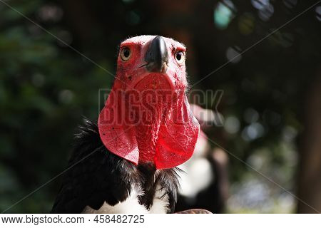 Red-headed Vulture (sarcogyps Calvus) Head, Feet And Feet Are Red. Dark Green Hair The Hair On The C
