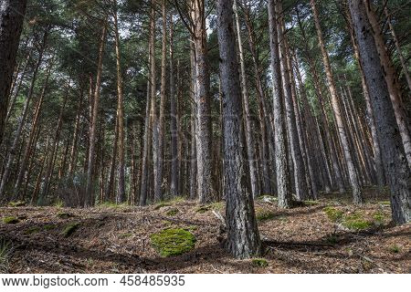 Forest Of Scots Pine Tree, Pinus Sylvestris. Photo Taken In The Hueco De San Blas Valley, A Very Pop
