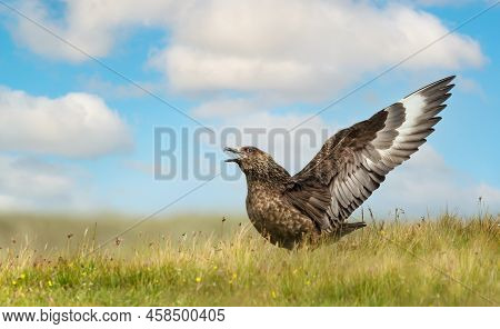 Close-up Of A Great Skua (stercorarius Skua) Calling, Noss, Shetland, Uk.