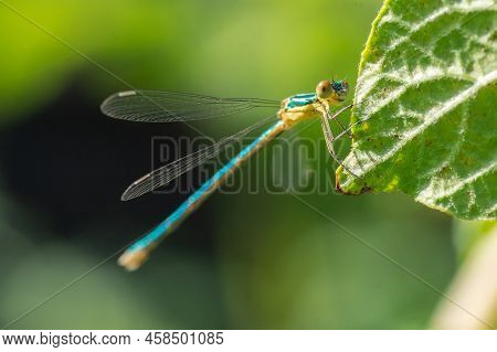 Emerald Damselfly Or Common Spreadwing (lestes Sponsa)