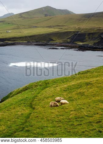 Sheep Grazing On Cliffs Of Storhofdi Peninsula With View Of Klauf Beach At The Southernmost End Of H