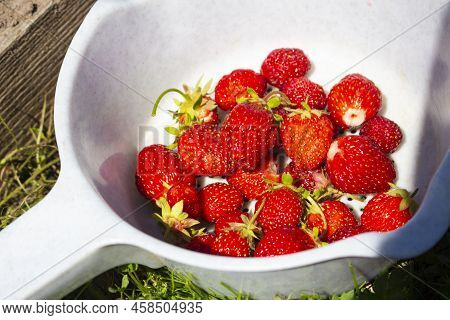 Red Ripe Strawberries In A White Colander To Pick Up Organic Fresh Natural Crop In Summer Plantation
