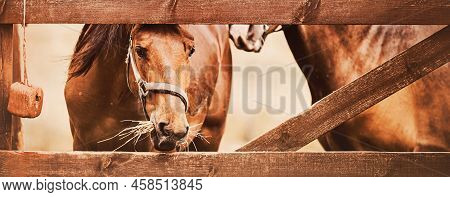 Two Bay Horses Are Grazing In A Paddock With A Wooden Fence, One Of Which Is Eating Dry Hay. Feeding