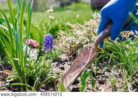 Hand Seedling Flowers Into The Black Soil. Planted Flowerets In The Garden. Garden Shovel Near The F