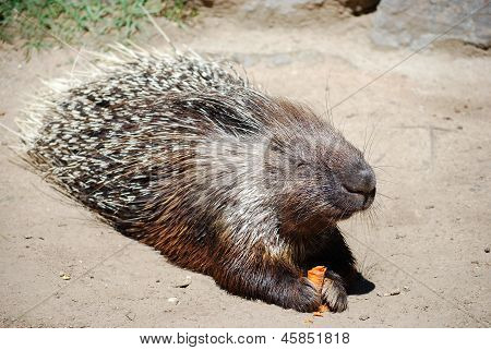 Hystrix mit Karotte