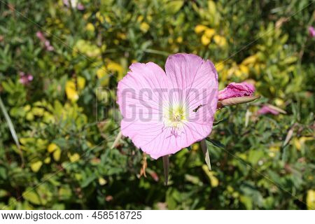 Pink Evening Primrose, Or Mexican Primrose, Amapola (oenothera Speciosa), Greece, Thasos Island