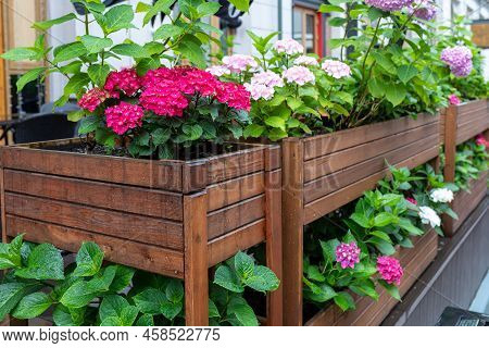 Flowering Hydrangea Bushes In Wooden Boxes. Purple And Pink Flowers Of Garden Hydrangea In Drops Aft