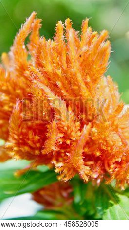 Flower Of Celosia (latin. Celosia)
