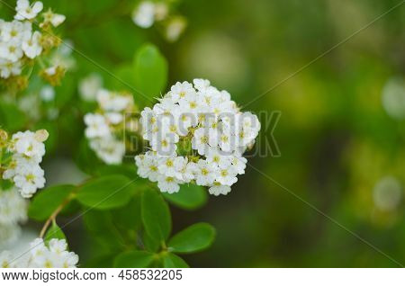 Spiraea Or Spirea Commonly Known As Meadowsweets Or Steeplebushes Close Up