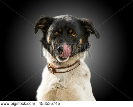 A Dog With Heterochromia Licks Itself On The Nose