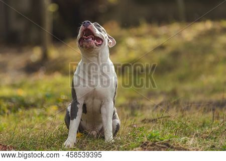 Bull Terrier Puppy Sits On The Playground