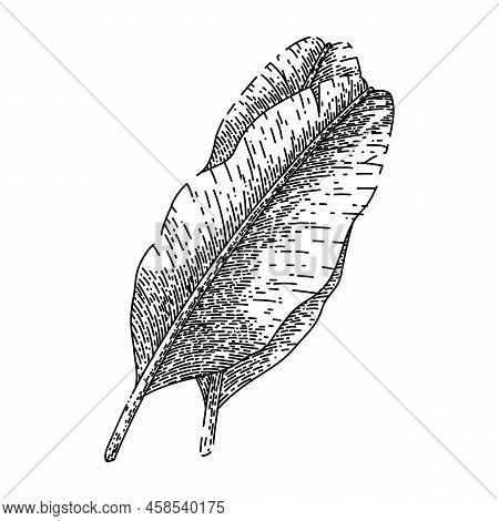 Leaf Banana Hand Drawn Vector. Green Palm Tree, Tropical Plant, Fresh Summer Leaf Banana Sketch. Iso