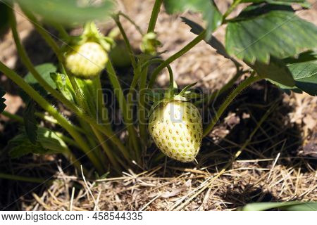 Growing Unripe White Garden Strawberry Berries On A Green Bush With Leaves In Macro.
