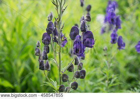 Aconitum Napellus, Monk`s-hood, Aconite Or Wolfsbane, Plant Aconitum Of The Family Ranunculaceae.