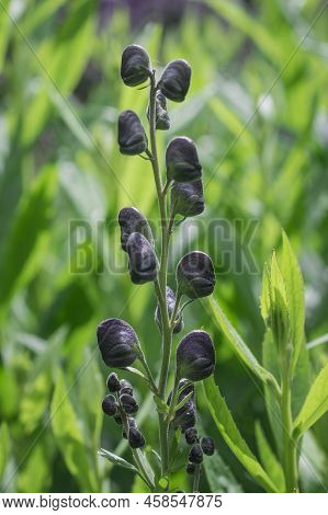 Aconitum Napellus, Monk`s-hood, Aconite Or Wolfsbane, Plant Aconitum Of The Family Ranunculaceae.