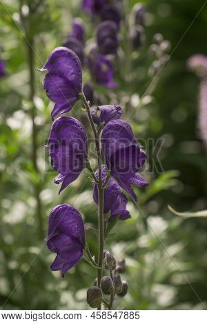 Aconitum Napellus, Monk`s-hood, Aconite Or Wolfsbane, Plant Aconitum Of The Family Ranunculaceae.
