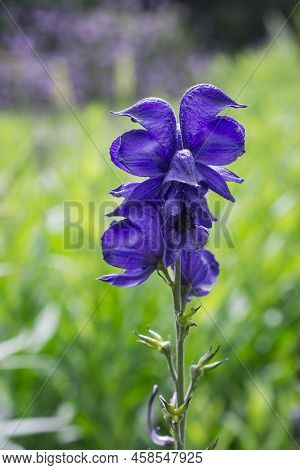 Aconitum Napellus, Monk`s-hood, Aconite Or Wolfsbane, Plant Aconitum Of The Family Ranunculaceae.