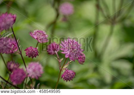 Closeup Of A Great Masterwort - Astrantia Major Flowers