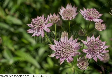 Closeup Of A Great Masterwort - Astrantia Major Flowers
