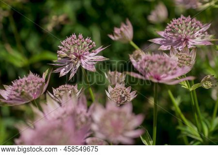 Closeup Of A Great Masterwort - Astrantia Major Flowers