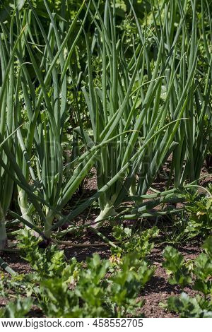 Organic Vegetables  Plant Growing In The Farm