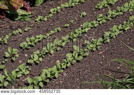 Organic Vegetables  Plant Growing In The Farm