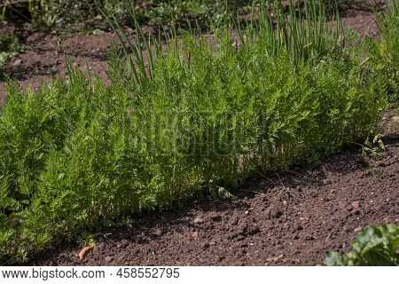 Organic Vegetables  Plant Growing In The Farm