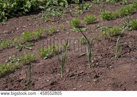 Organic Vegetables  Plant Growing In The Farm