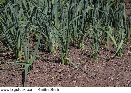 Organic Vegetables  Plant Growing In The Farm .