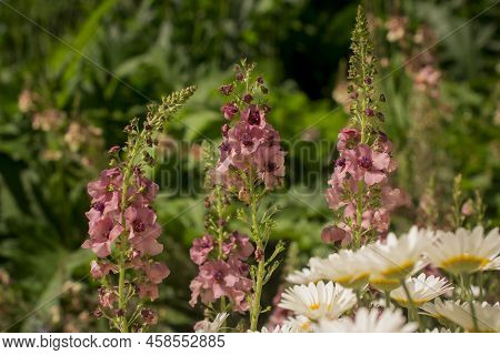 Pink Mullein, Verbascum Phoeniceum, Close-up Flowers